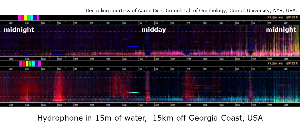 Slide 16. Audio courtesy of courtesy of Aaron Rice, Cornell Lab of Ornithology.